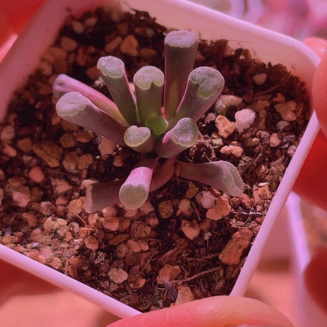 菊晃玉带盆发货一颗