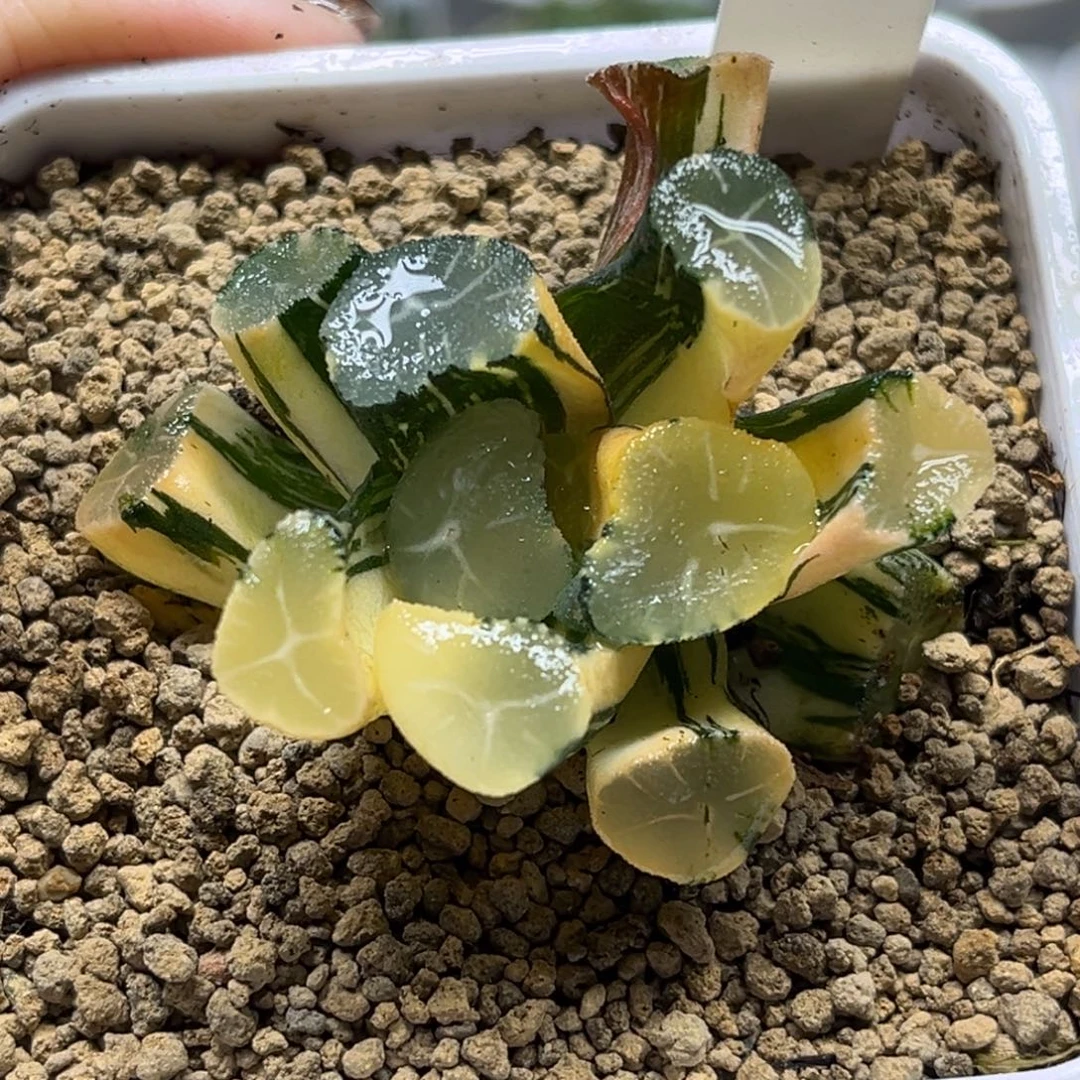 49玉龙万象锦福利专场