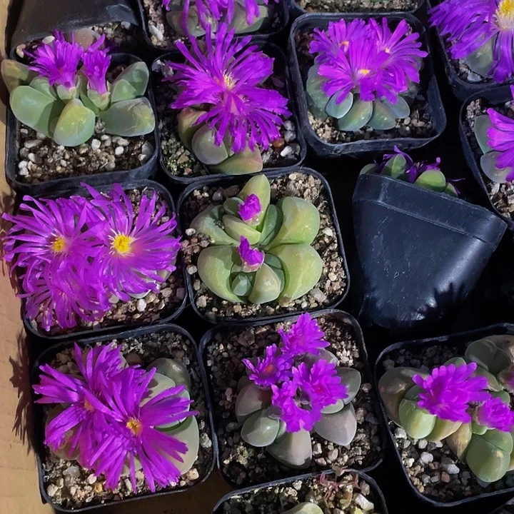 无比玉2.8带盆土发