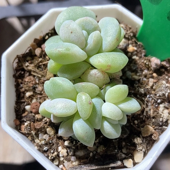 多肉植物冰玉石化815