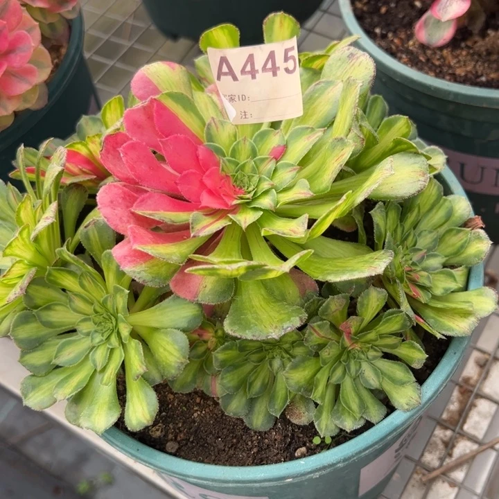 445知否18厘米左右