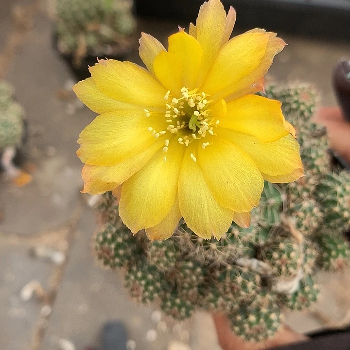 762 实生丽花7厘米盆
