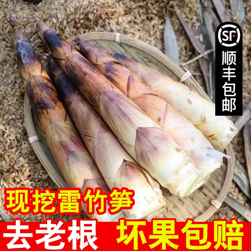 【新春特惠】临安春笋5斤浙江天目山新鲜现挖雷竹笋腌笃鲜嫩笋尖3斤
