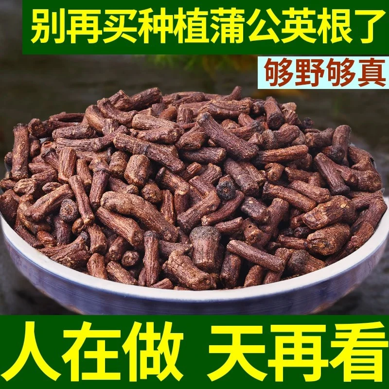 特级野生蒲公英 甘肃