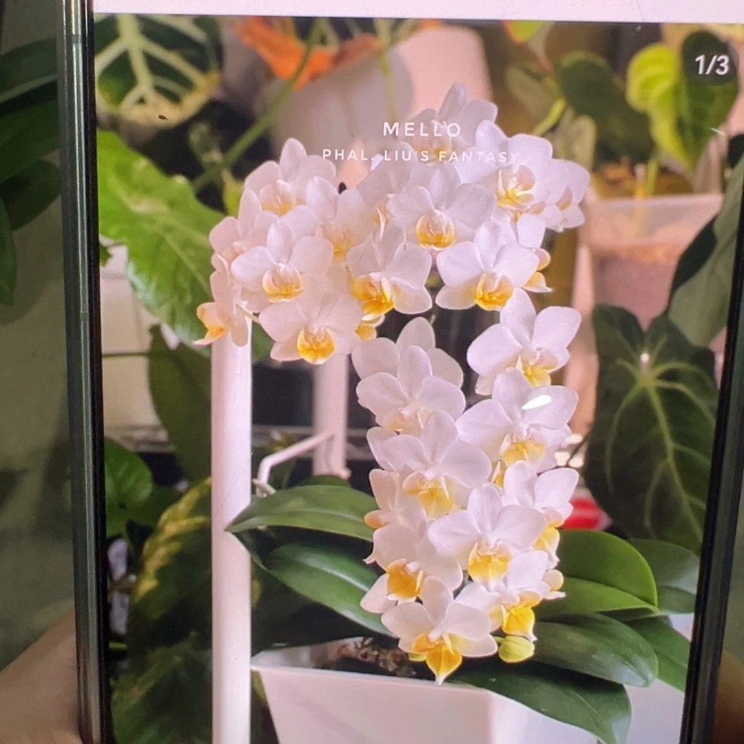 当前无花栽培后可以开花双剑刘氏幻想，凑单发货