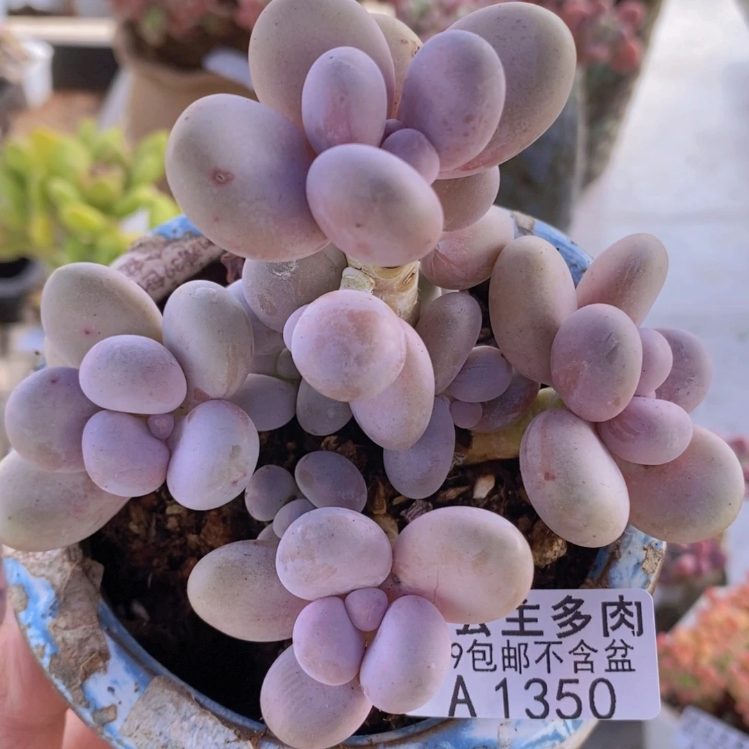 水光针奶酪11cm1350多肉植物