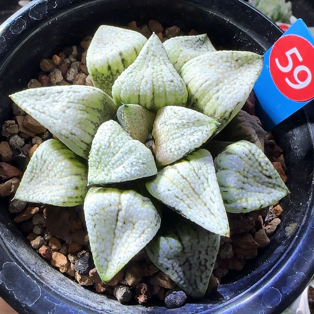 59号大久保白釉实生选拔一物一拍带盆土
