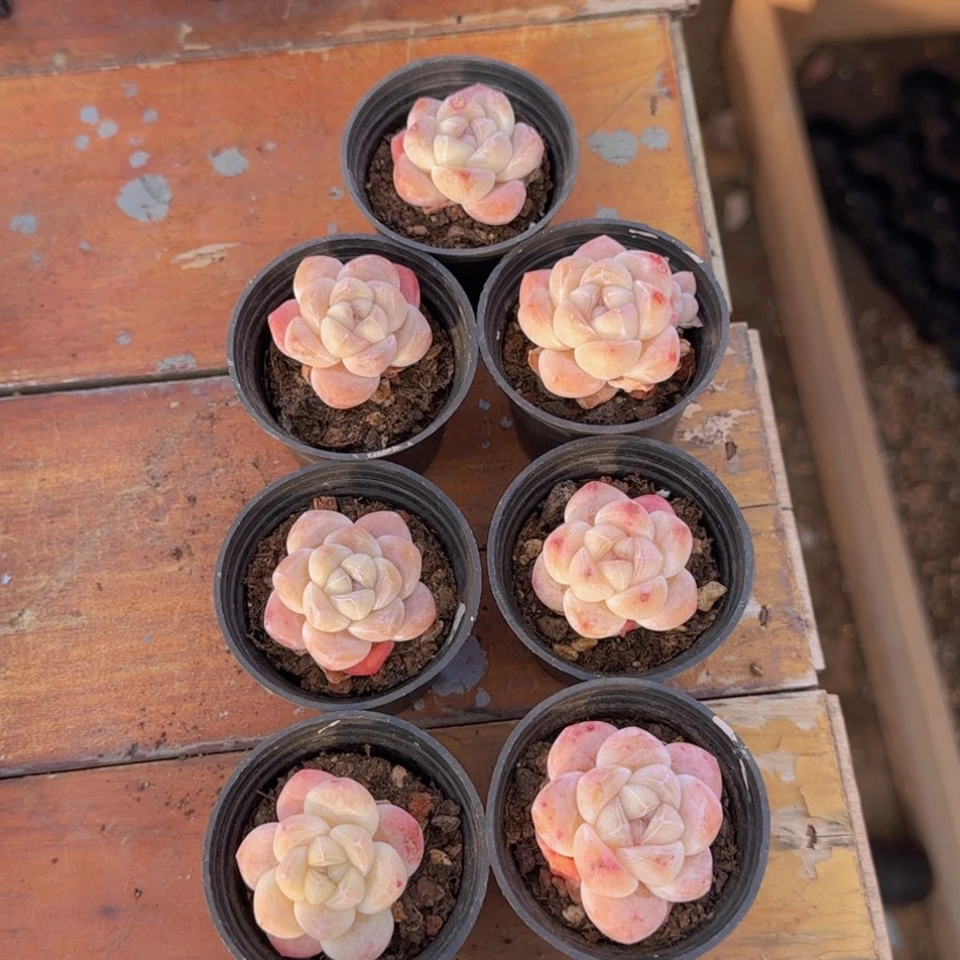 d****t九颗冰玉带盆带土包邮