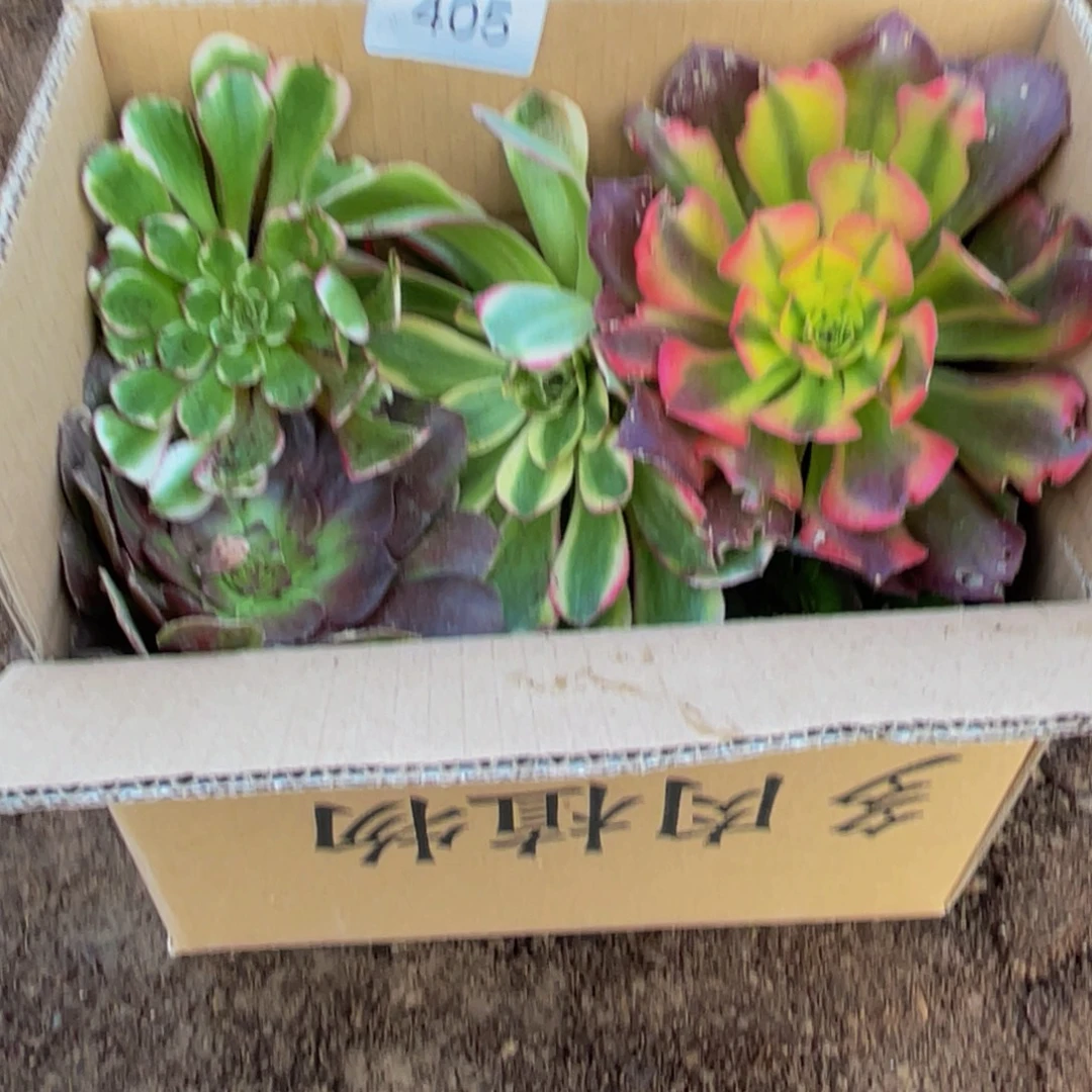 405箱拍无售后大小都有