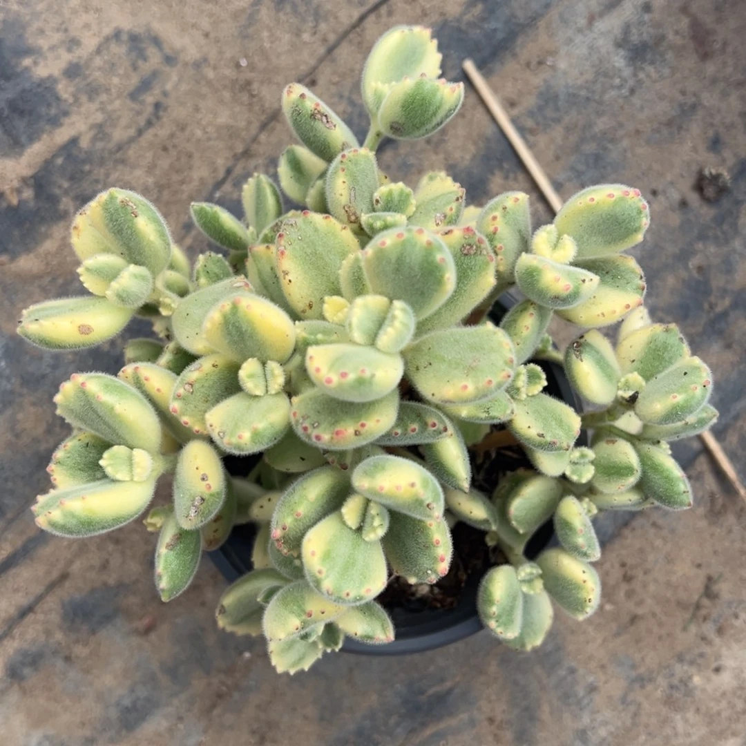 玛***卡带盆发多肉白熊0595号