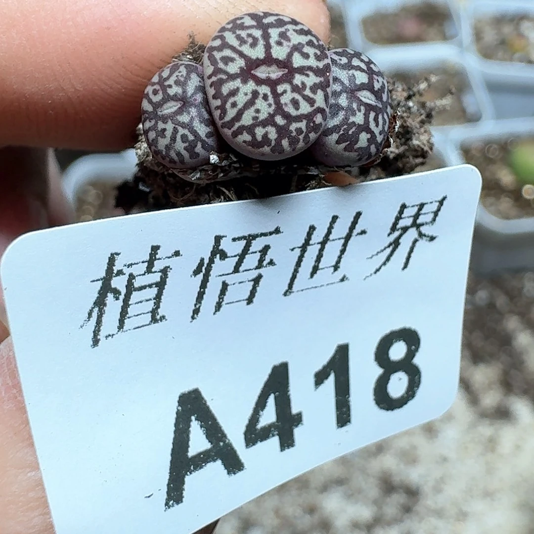 418号多肉植物哇f c