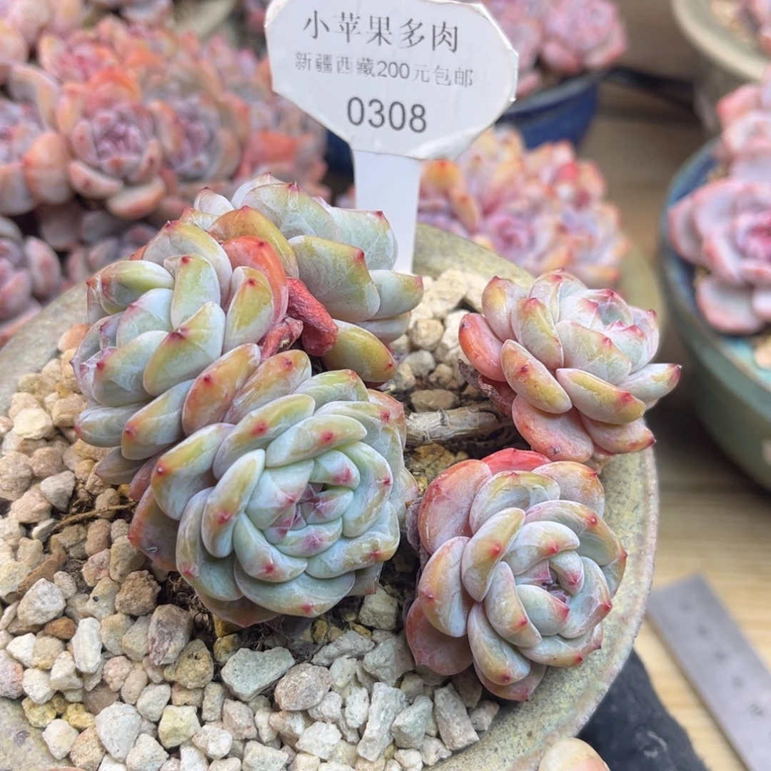 绿底紫心308/11cm5头