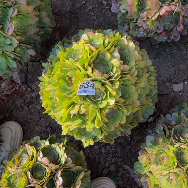 万圣节花29-55包邮花花