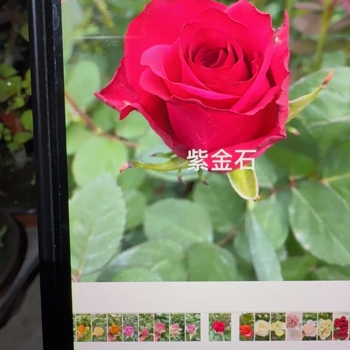 无花朵紫金石根接小苗