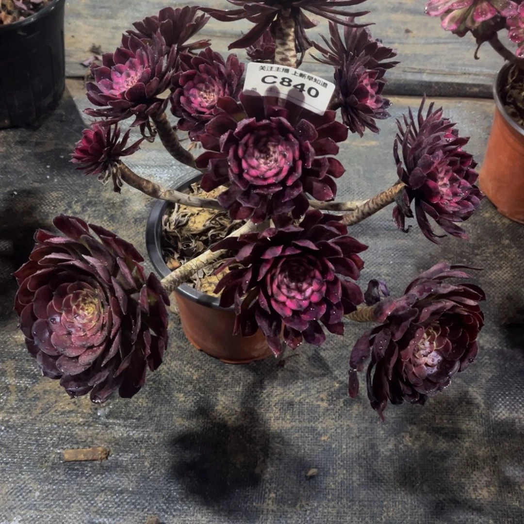 醉*花多肉840紫霞法师