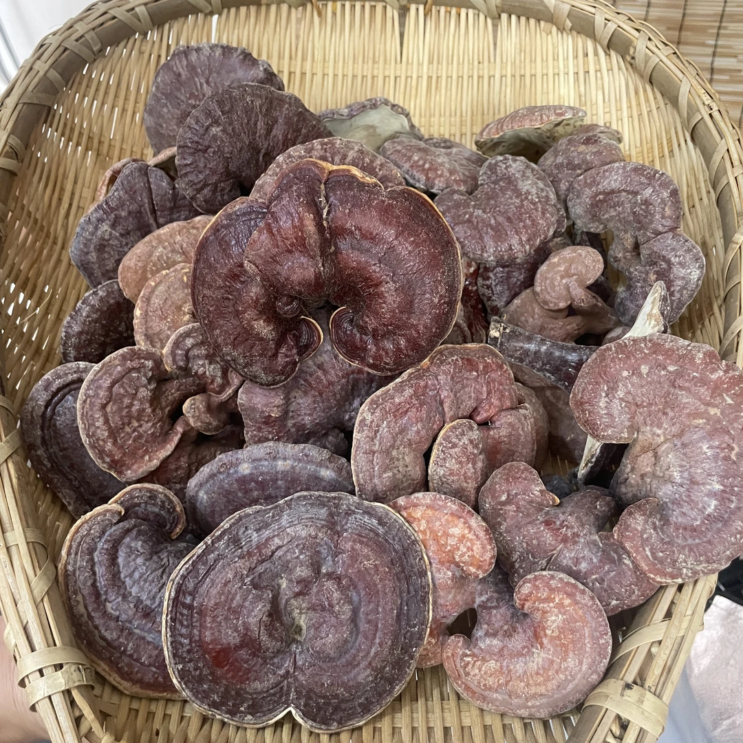 深山灵芝 现场称重煮水煲汤泡8+1(食用农产品)