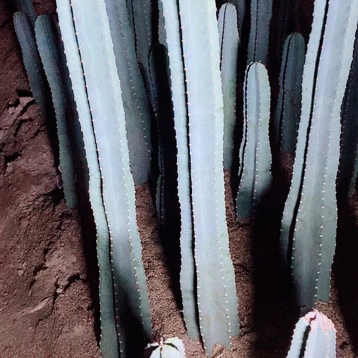 100公分左右脱土发货量天尺