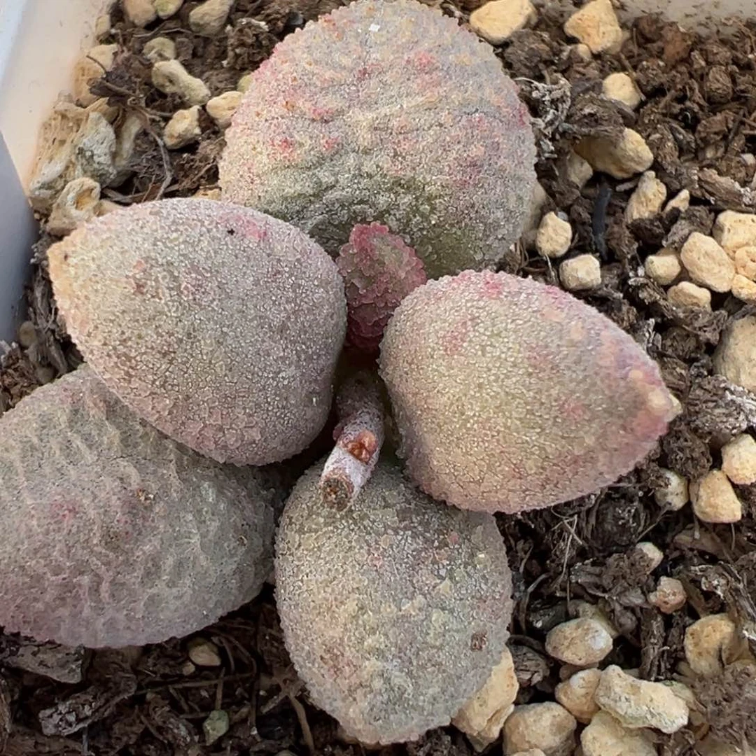 实生新品多肉植物水泡多肉植物