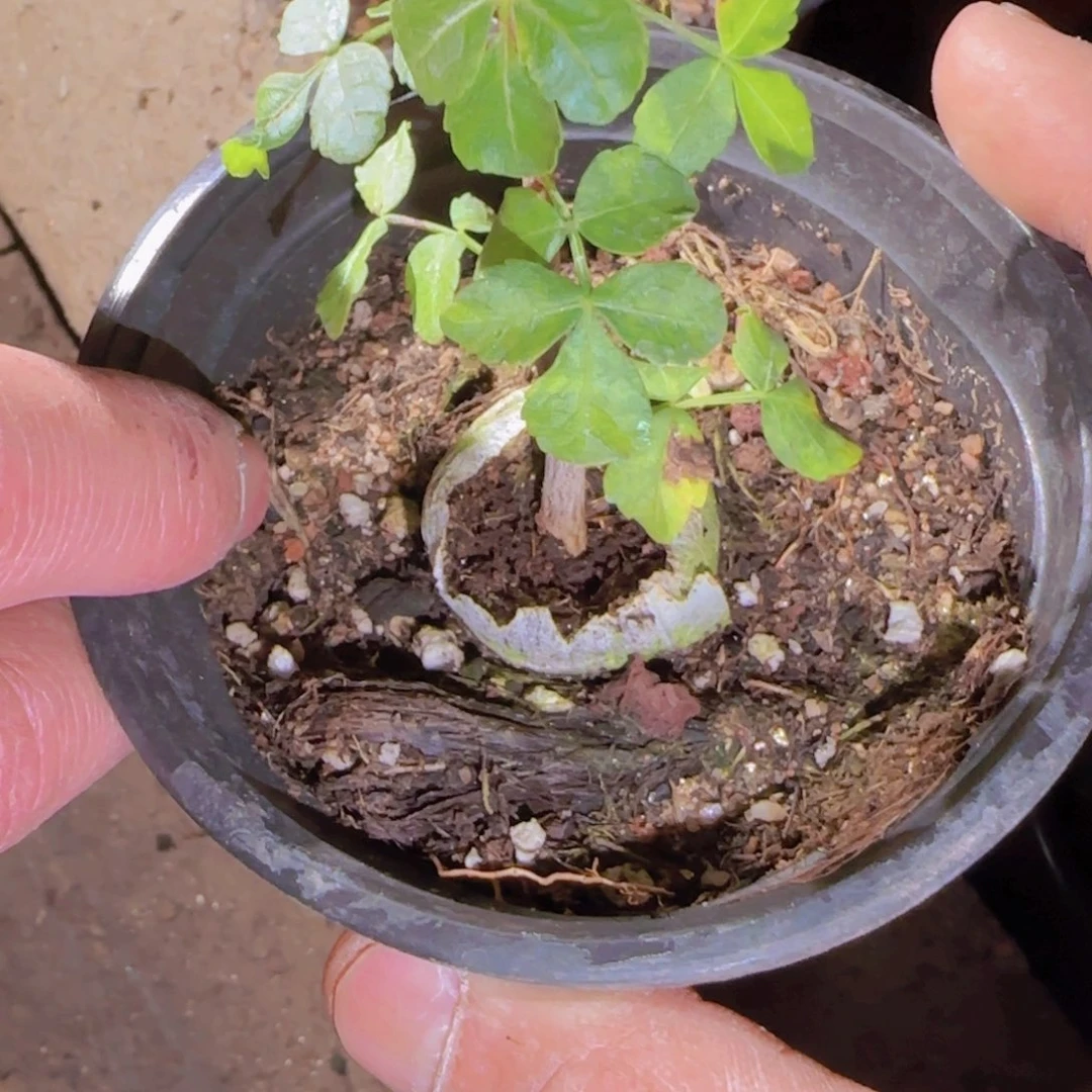 童***忆块根植物块根植物