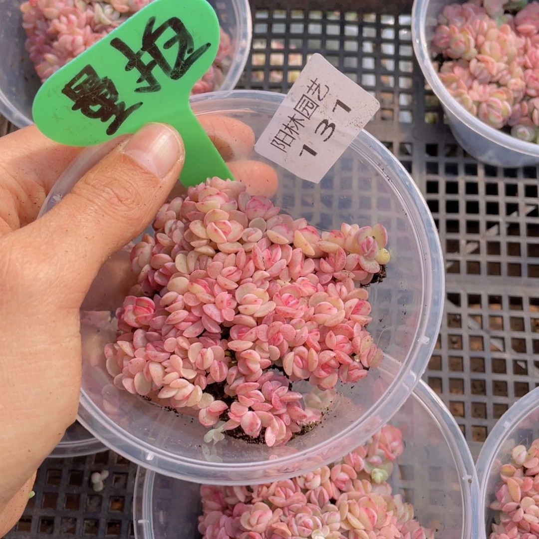 量拍多肉植物多肉植物131