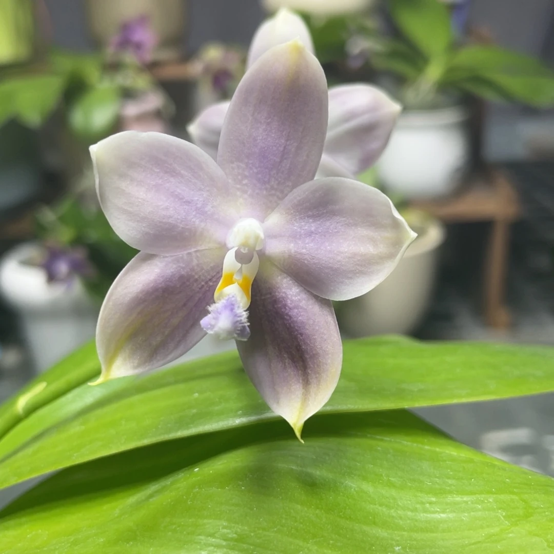 完全开放蓝熊交蓝盾，2.5杯开花株