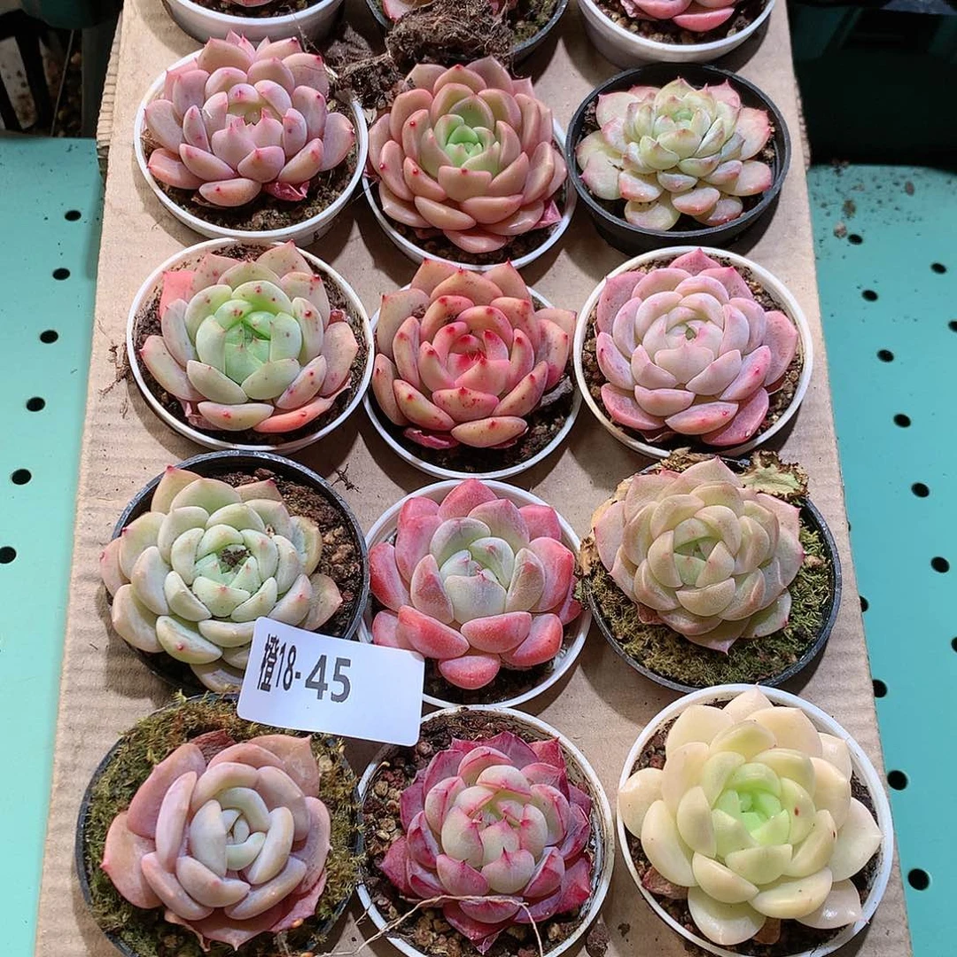 18-45一物一拍带盆18颗。