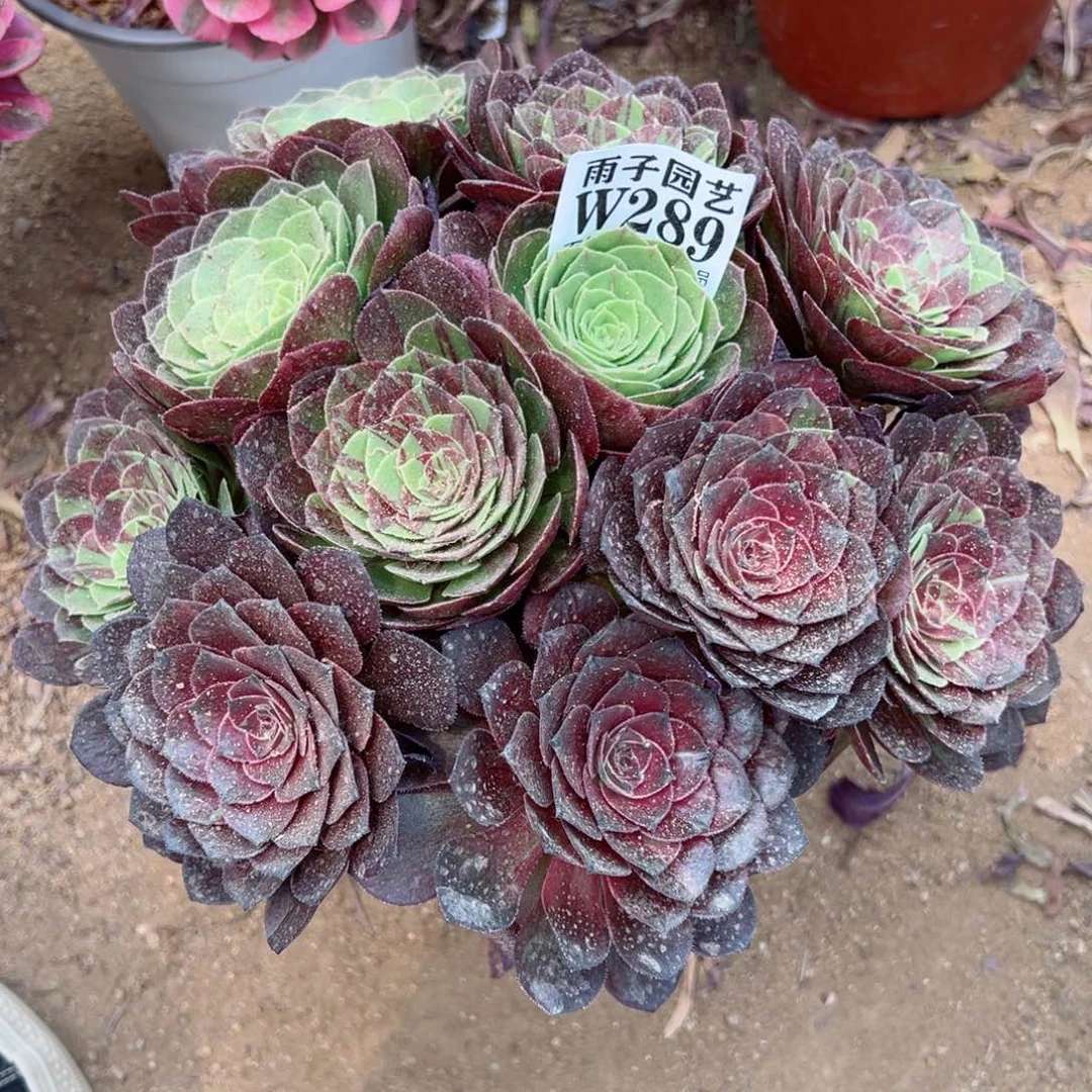 開**心289花夜叶尺寸20左右当年桩