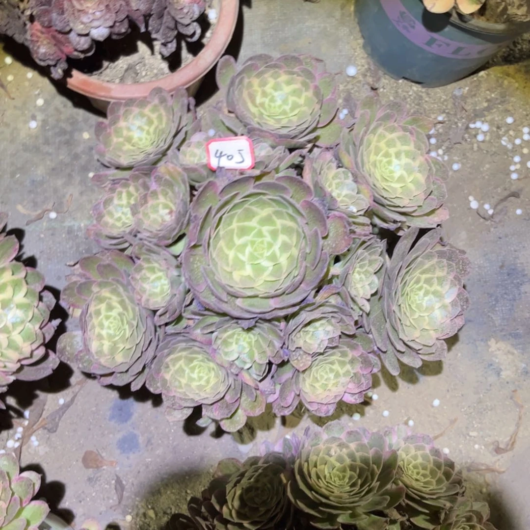 405多肉植物孔雀翎
