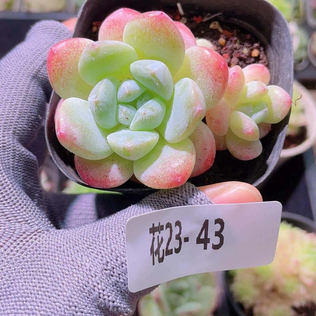 花利美23-43冰玉