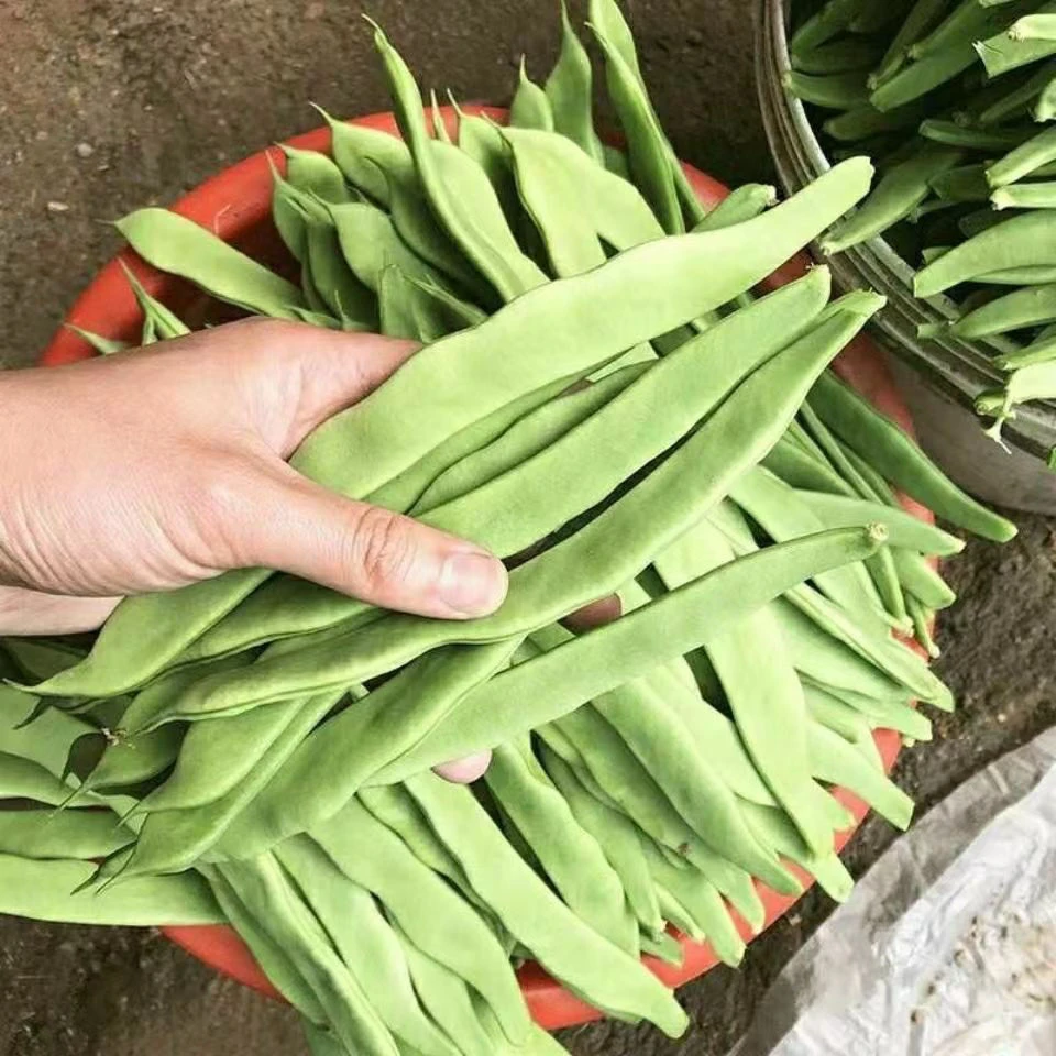 F105地豆王一号豆角种子无架四季豆菜早熟抗病宽荚新鲜无筋豆种籽