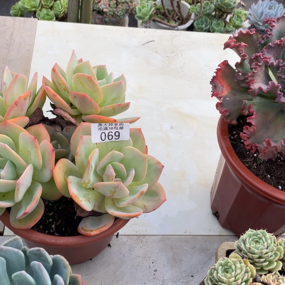 露****黑大帅多肉69百凤