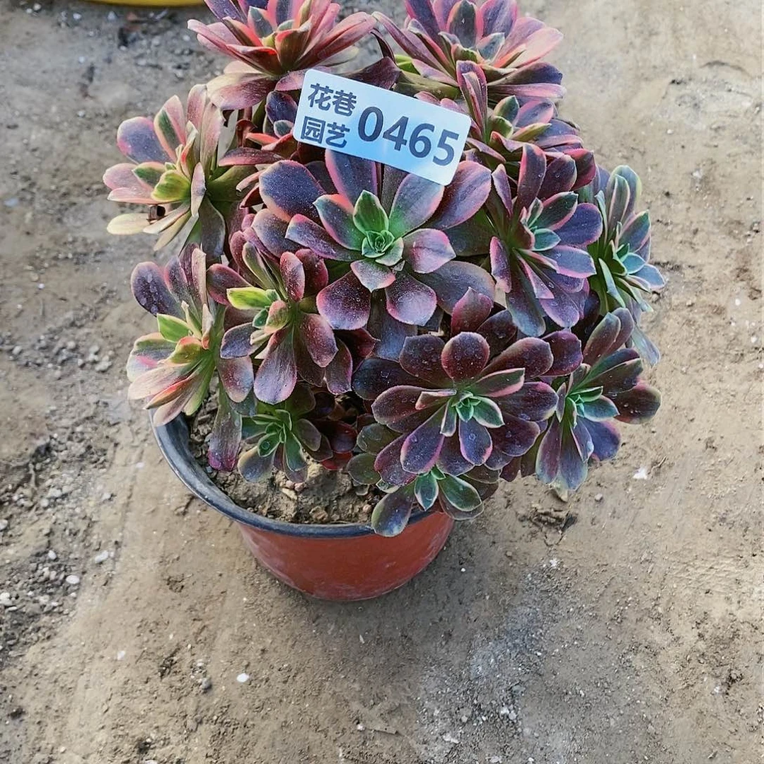 465 号20包邮不包断枝