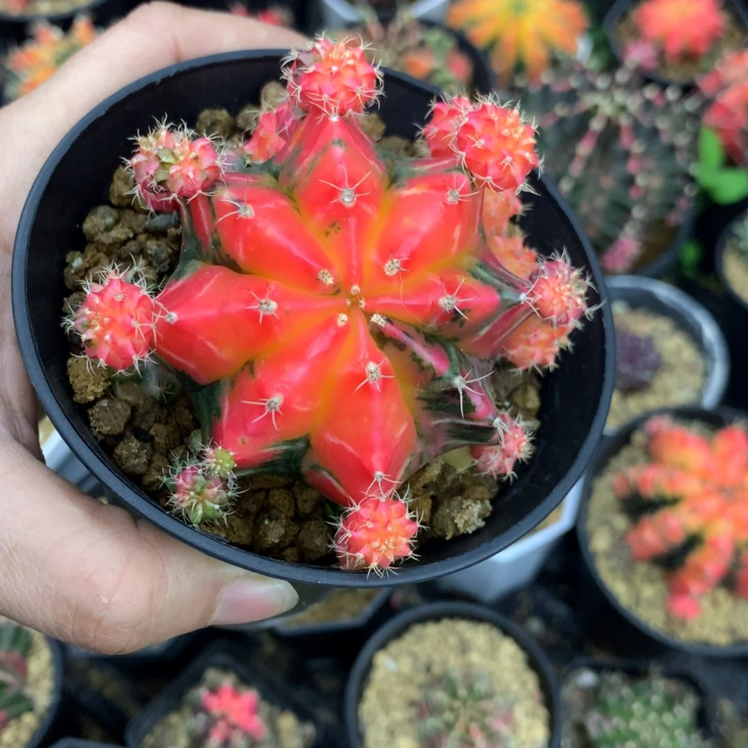 仙人球米哈牡丹锦