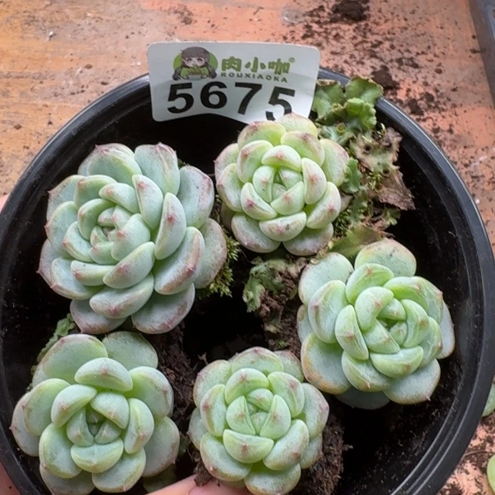多肉植物多肉植物
