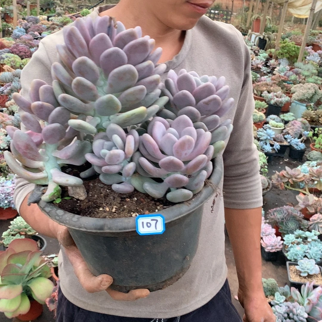 107月美人一物一拍多肉