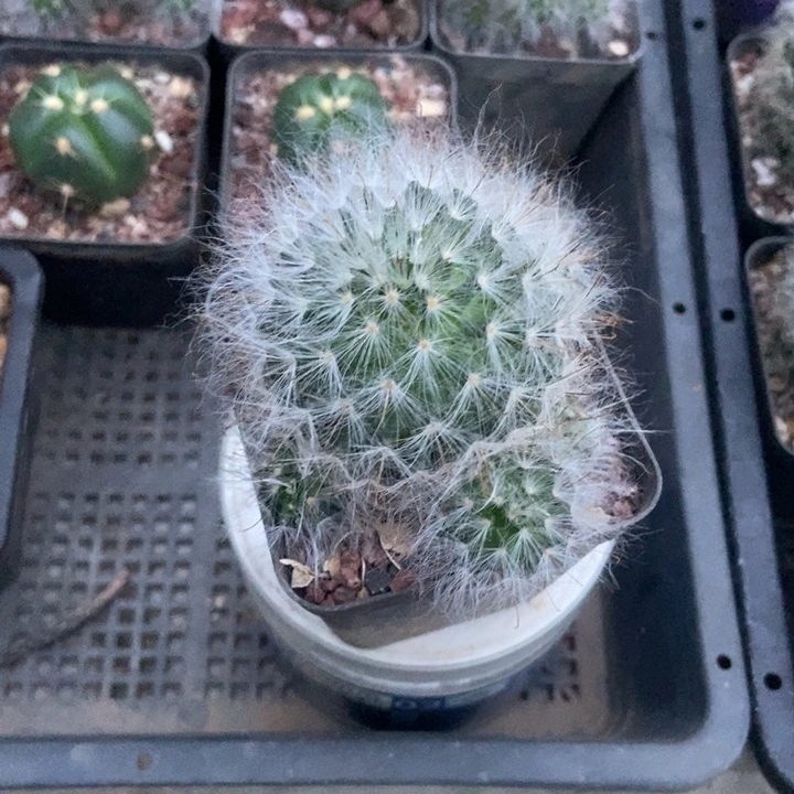 丽光殿一棵多侧芽粉花