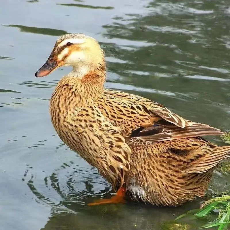 宠物鸭麻鸭金定鸭1斤顺丰包邮1