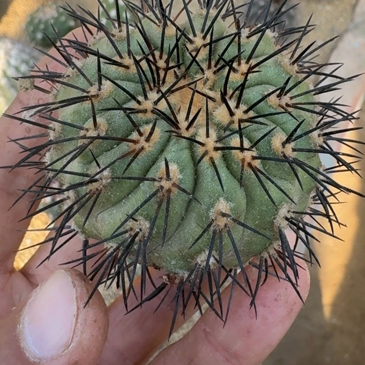 鬼神龙有根66666666