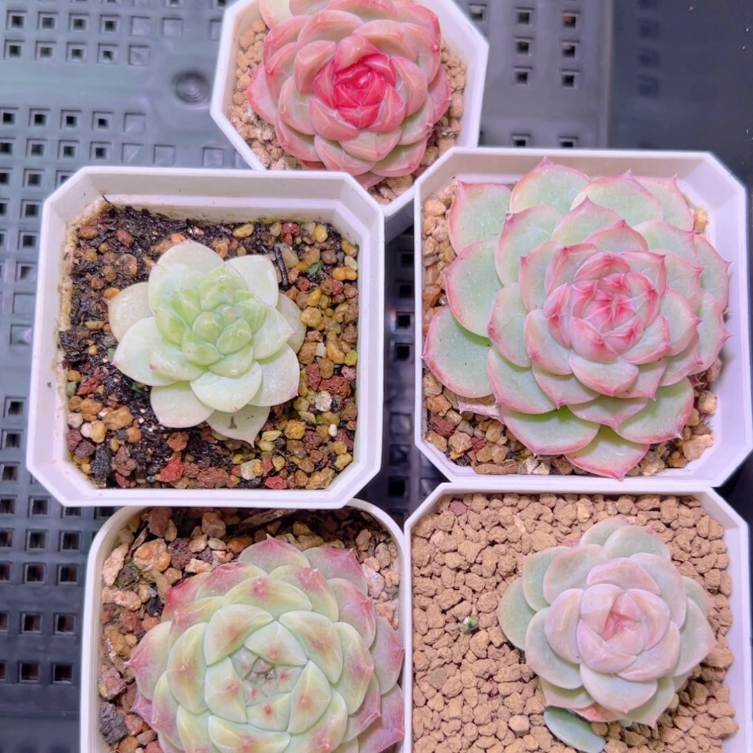 专拍链接查看评论