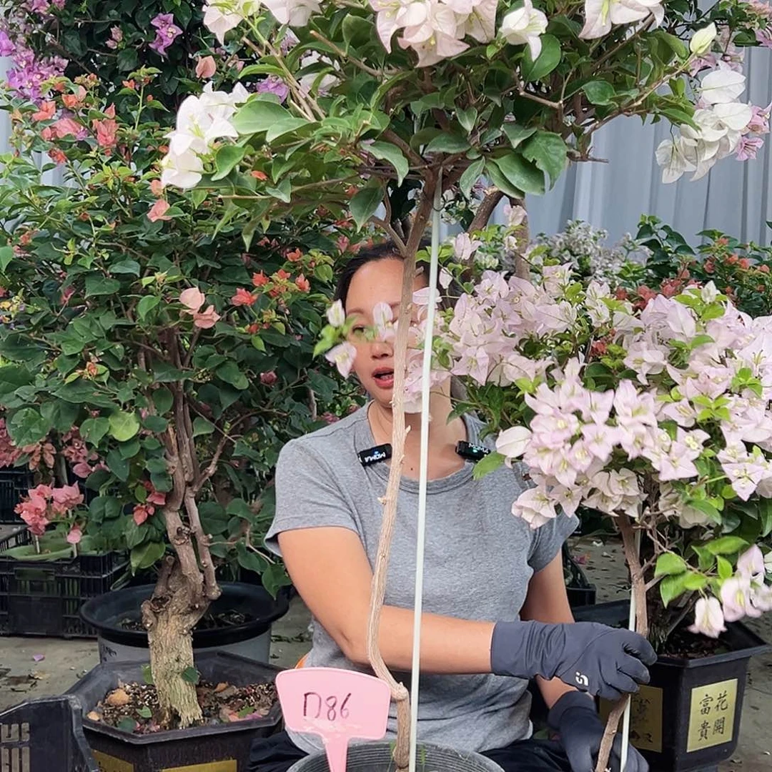 w***哥大部分花苞少量开放D86丽娜