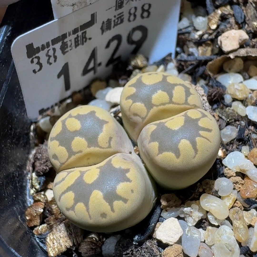 Ssss精品生石花1429