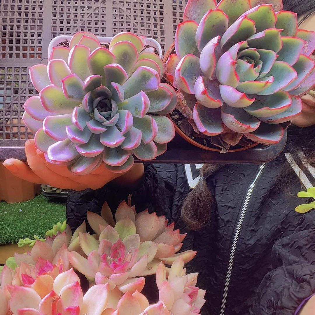 无铅玻璃莲花座多肉两颗