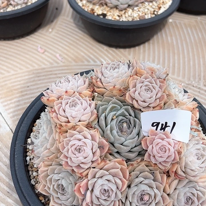 鲑****）941//////////////