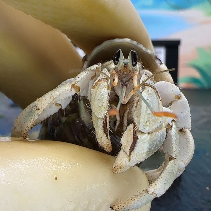 A67灰白1.4cm口径