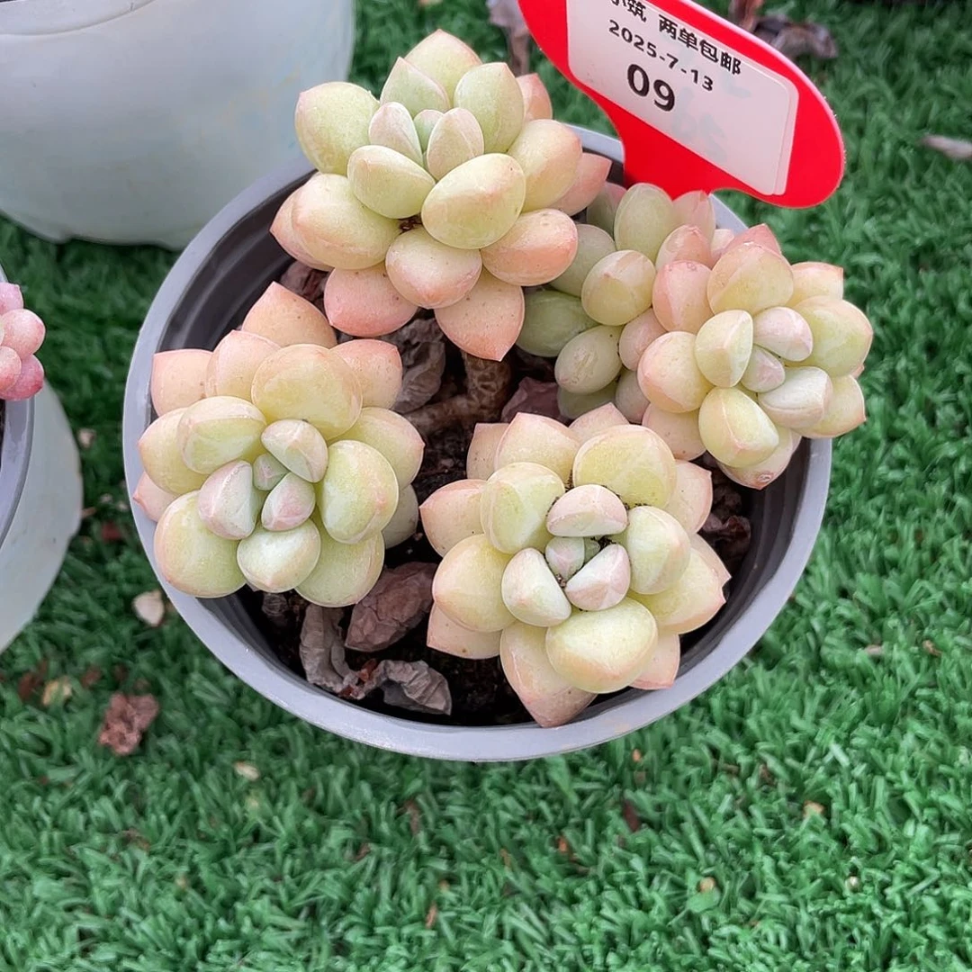 萌肉小筑0713-9泡泡糖小老桩