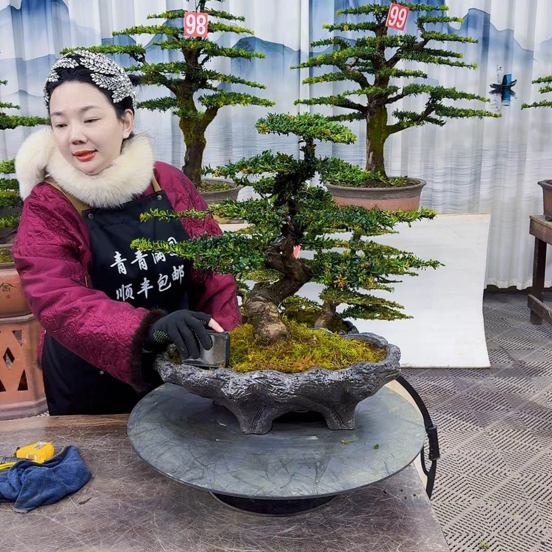 无花朵罗汉松888888888