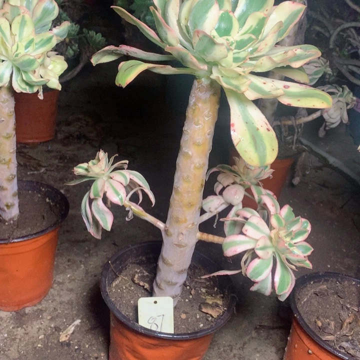 合****开87燕姿锦多肉一物一拍