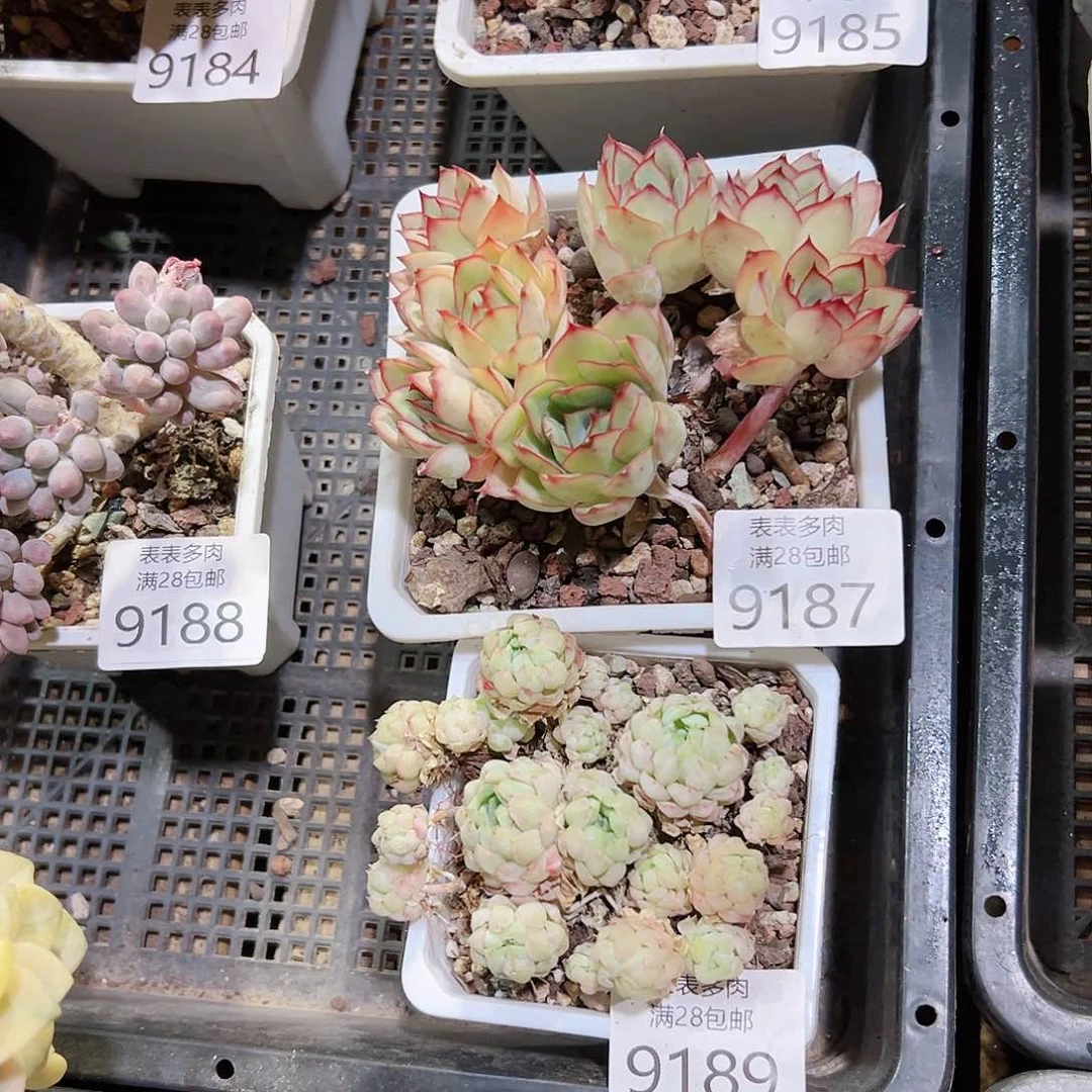 无花朵简***2多肉一物一拍9187