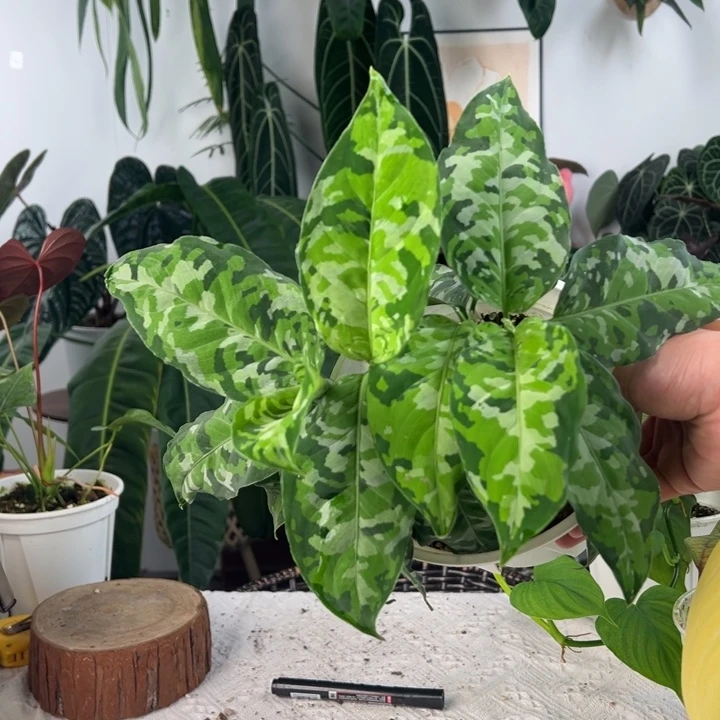 完全开放多头原种迷彩安达曼