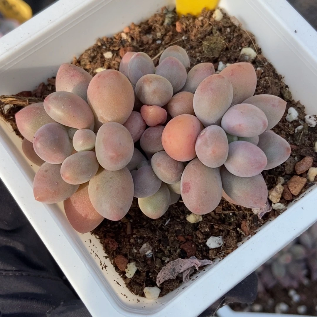 709粉色恋人多肉植物